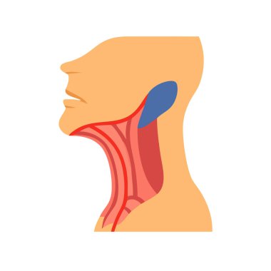 Yaratıcı Sternokleidomastoid Kas Anatomisi Simgesi