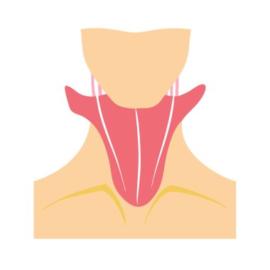 Sternokleidomastoid Kas Anatomisi Simgesi