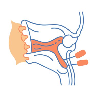 Yaratıcı Temporomandibular Eklem Anatomisi Simgesi