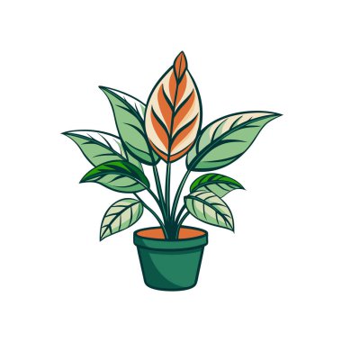 Stylish Collomia Houseplant Illustration clipart