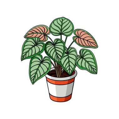 Fittonia Verschaffeltii Houseplant Bold Outline Art clipart