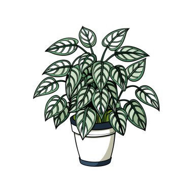 Elegant Hypoestes Phyllostachya Plant Design clipart