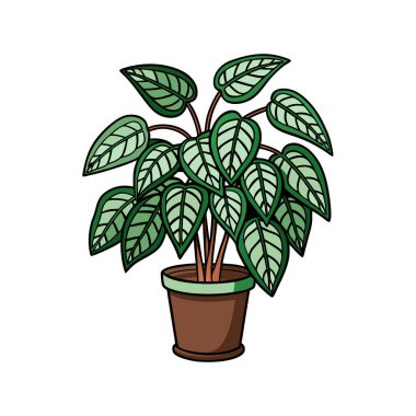 Charming Hypoestes Phyllostachya Houseplant Art clipart