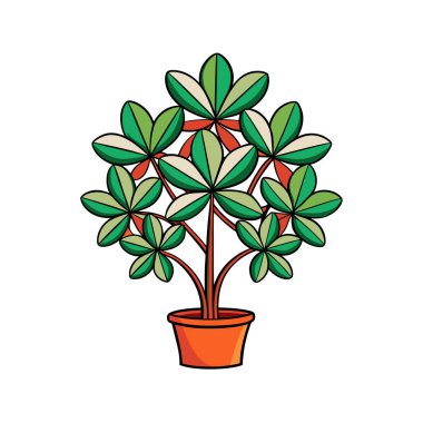 Distinctive Jatropha Podagrica Art for Interiors clipart