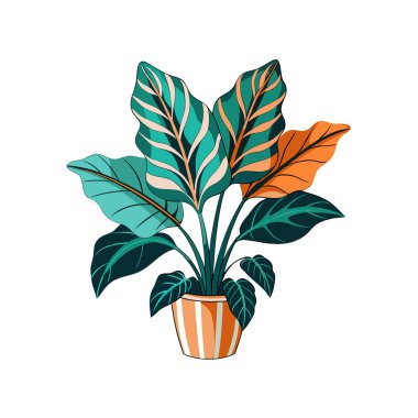 Stylish Peacock Plant Calathea Makoyana Design clipart