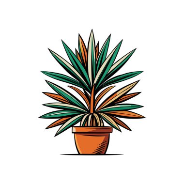 Unique Yucca Filamentosa Houseplant Image clipart