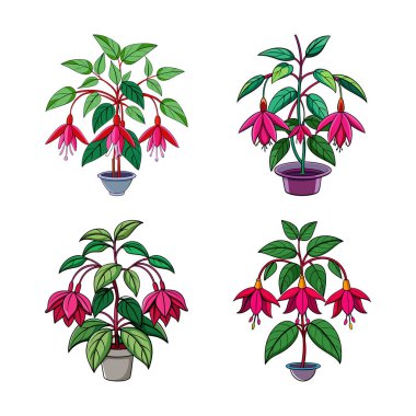 Vibrant Magellanica Fuchsia Houseplant Design clipart