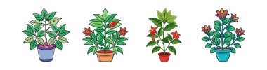 Creative Bold Outline of Cuphea Houseplant clipart