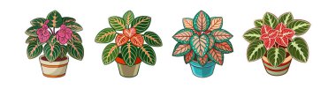 Elegant Episcia Houseplant Design for Interior clipart