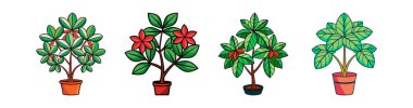 Distinctive Jatropha Podagrica Art for Interiors clipart