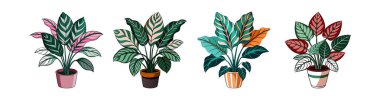 Peacock Plant Calathea Makoyana Illustration clipart