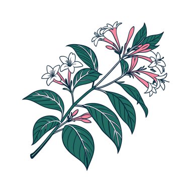 Creative Abelia Houseplant Outline Illustration clipart