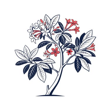 Unique Outline Abelia Plant Illustration clipart