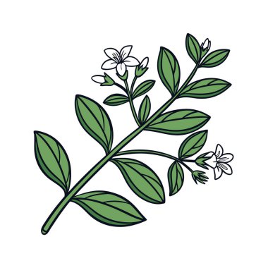 Artistic Bacopa Caroliniana Houseplant with Bold Outline clipart