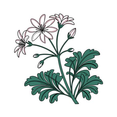 Stylish Brachyscome Iberidifolia Plant Illustration clipart