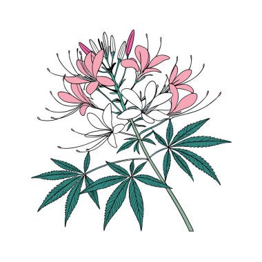 Artistic Cleome Houseplant with Bold Outline clipart