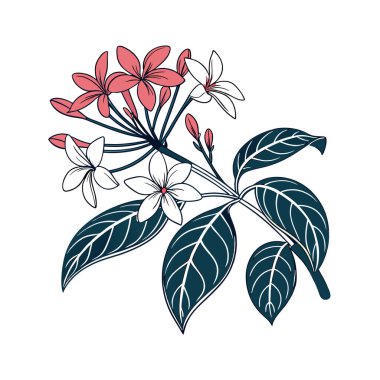 Creative Bold Outline of Clerodendrum Thomsoniae clipart