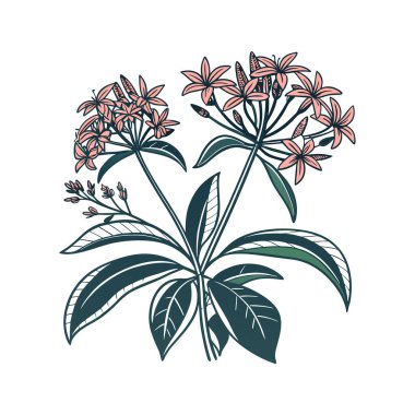 Bold Collomia Grandiflora Houseplant Illustration clipart