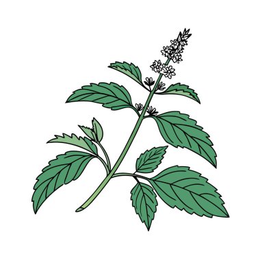 Elegant Coyote Mint Houseplant Design clipart