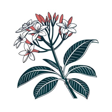 Elegant Dicliptera Houseplant Outline Design clipart