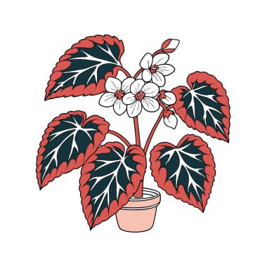 Stylish Elatior Begonia Plant Illustration clipart