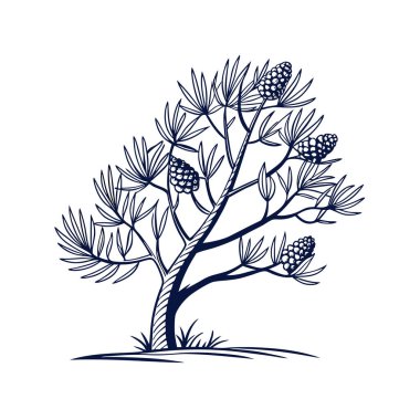 Charming Ephedra Houseplant Art clipart