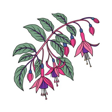 Elegant Magellanica Fuchsia Houseplant Art clipart