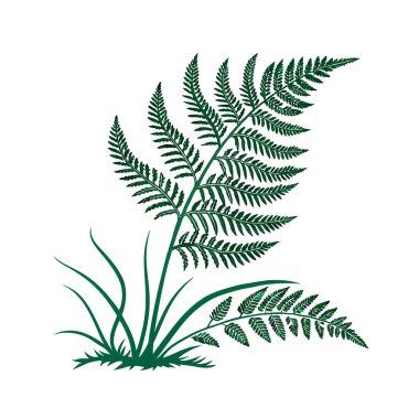 Unique Hay Scented Fern Houseplant Outline Design clipart