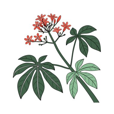 Distinctive Jatropha Podagrica Art for Interiors clipart