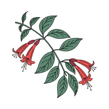 Charming Aeschynanthus Radicans Houseplant Design clipart