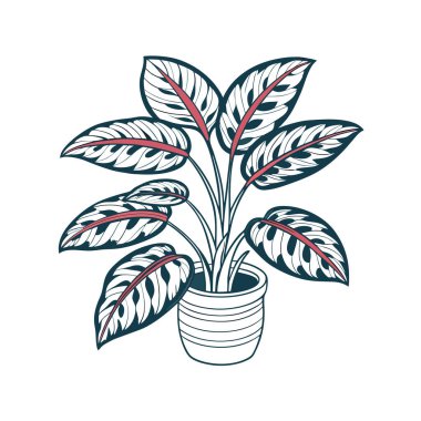 Charming Peacock Plant Calathea Makoyana Art clipart