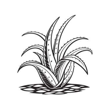 Charming Peniocereus Houseplant Outline Art clipart