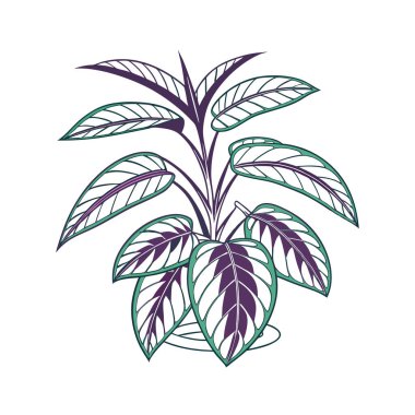 Dynamic Rhoeo Houseplant Artwork clipart