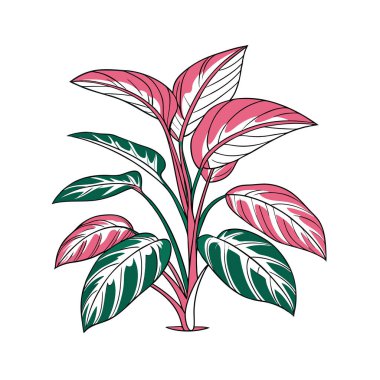 Unique Stromanthe Houseplant Image clipart