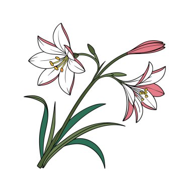 Vibrant Zephyranthes Houseplant Graphic clipart