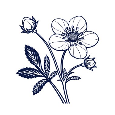 Beautiful Cinquefoil Flower Illustration clipart