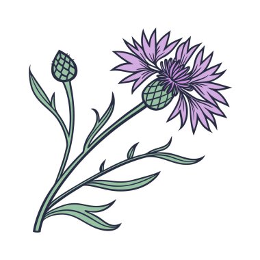 Charming Lesser Knapweed Flower Illustration with Bold Outline clipart