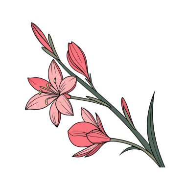 Schizostylis Flower Illustration with Bold Outline clipart