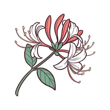 Unique Woodbine Flower Illustration in Bold Style clipart