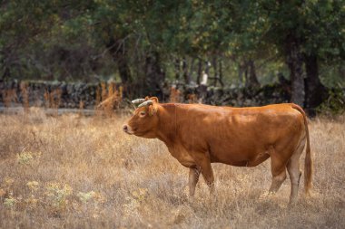 # Güzel kahverengi inek # # Kafasını kaldırmış, yandan görülmüş #