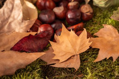 Kuru yapraklar ve yosun üzerine düşen kestaneler.