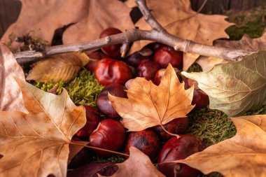 Kuru yapraklar ve yosun üzerine düşen kestaneler.