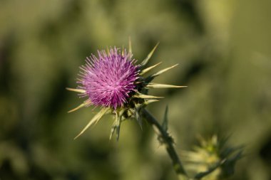 Devedikeni çiçek açmış, güçlü pembe renkleri ve dikenli yeşil yaprakları, tarlada muhteşem bitkileri var.