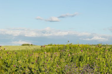 Güzel bir tarla dolusu buğday ve devedikeni, güçlü pembe renkleriyle ve dikenleriyle yeşil yapraklarıyla, mavi gökyüzü güneşli bulutlu