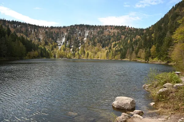 stock image the beautiful landscape of lake surrounded by forest