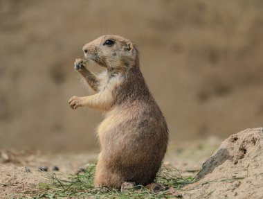 Een schattige prairie hond die geniet van een snack en tijdens het eten kijkt het dier rustig om zich heen neemt de omviviing in zich op. Zachte kleuren en een warme uitstring