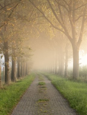 Ağaçlardan oluşan bir cadde, bu eski köy yolu. Ve ağaçların arasından derinliklere bakarsın. Sabahın erken saatlerinde siste sonbahar daha yeni başladı.