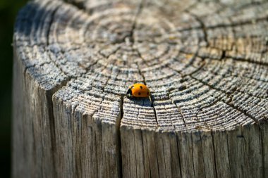Kırılgan uğur böceği yaşlı bir ağaç kütüğünün birçok çemberinde / hayat çizgilerinde yürüyor