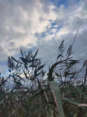 nature background wind clouds autumn 