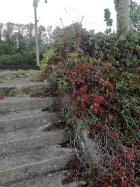 Bahçedeki güzel çiçekler